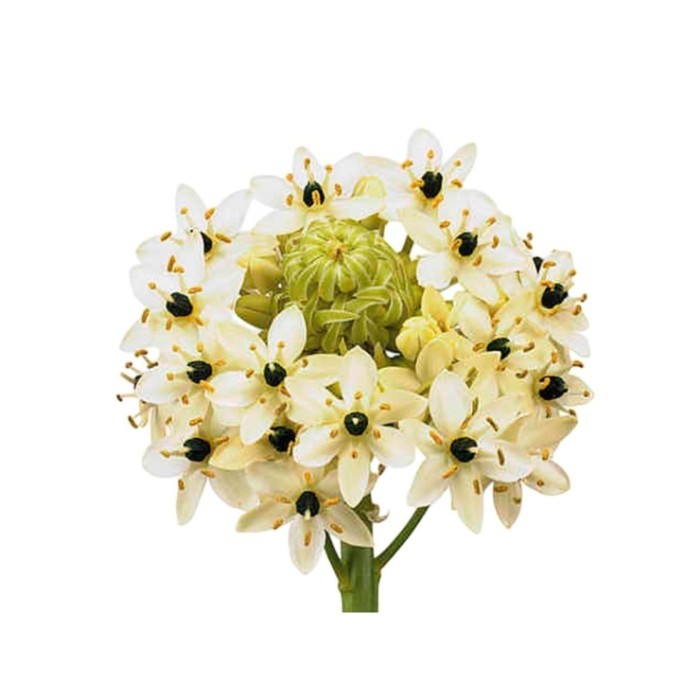 FLOR, ORNITOGALUM SAUNDERSIAE 110cm paq. x10