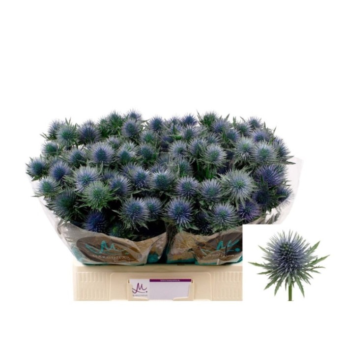 FLOR, ERYNG MAGNETAR QSTAR 40cm. x10 tiges.