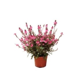 GAURA LINDHEIMERI PINK 2L