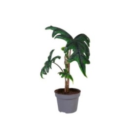 ALOCASIA  M12 Jacklyn