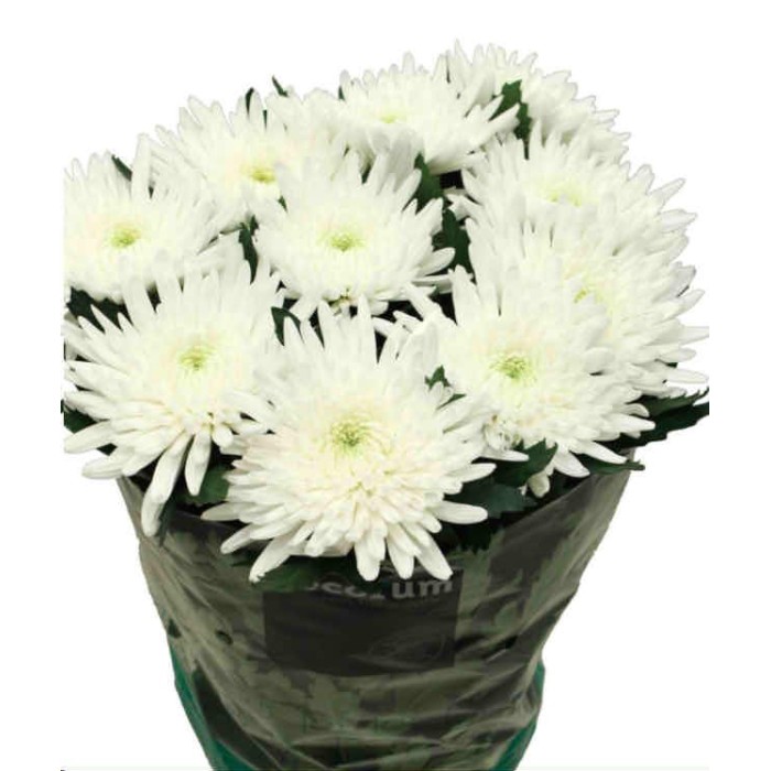 FLOR, CHRISANTHEM, ANASTASIA BLANC x 10 tiges
