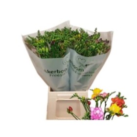 FLOR, FREESIA MIX x10 tiges