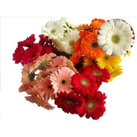 FLOR, GERMINI  PAQUET x10 MIX COLORS