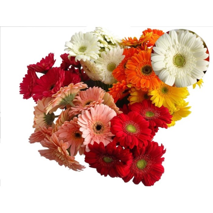 FLOR, GERMINI  PAQUET x10 MIX COLORS