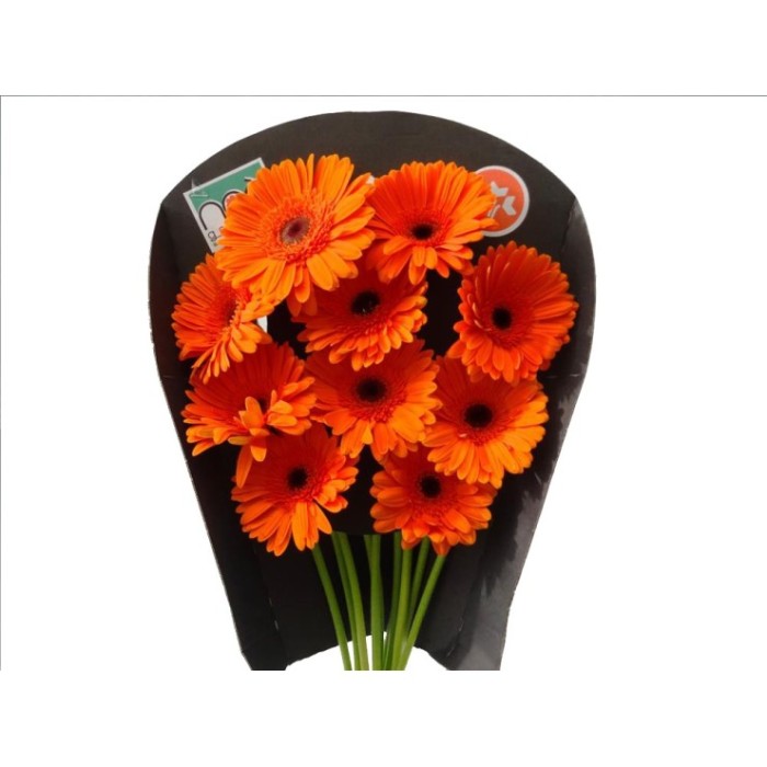 FLOR, GERBERA raqueta x10 MIX COLORS