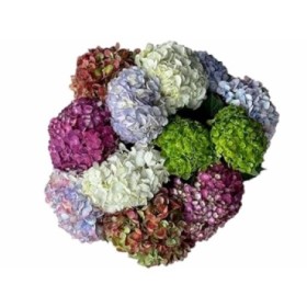 FLOR, HORTENSIA, preu x 5 tiges