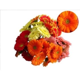 FLOR, GERBERA pom x10 totes les varietats