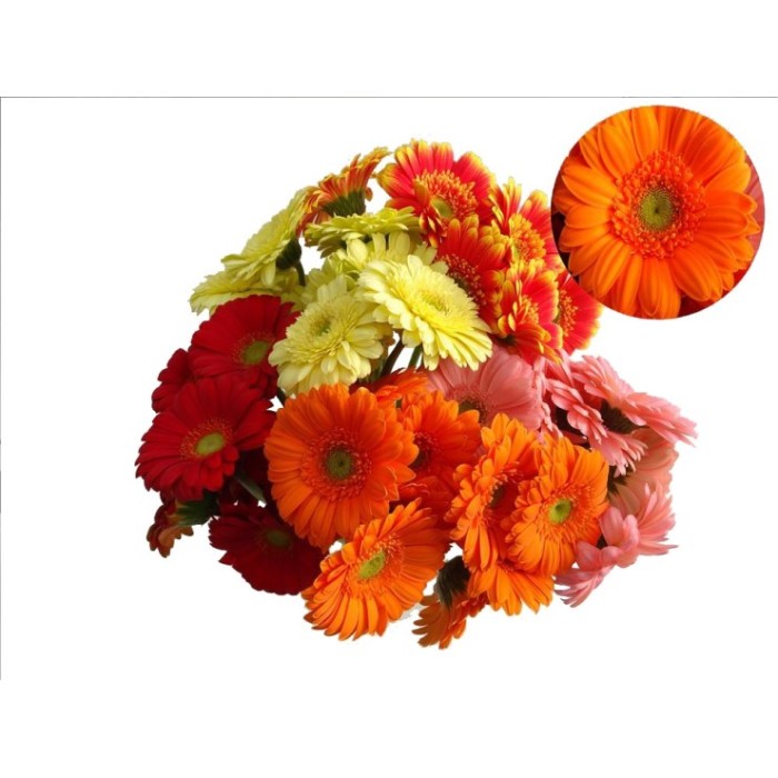 FLOR, GERBERA pom x10 totes les varietats
