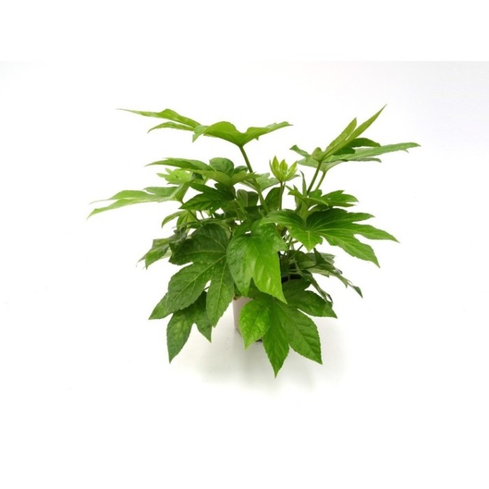 FATSIA JAPONICA  M17