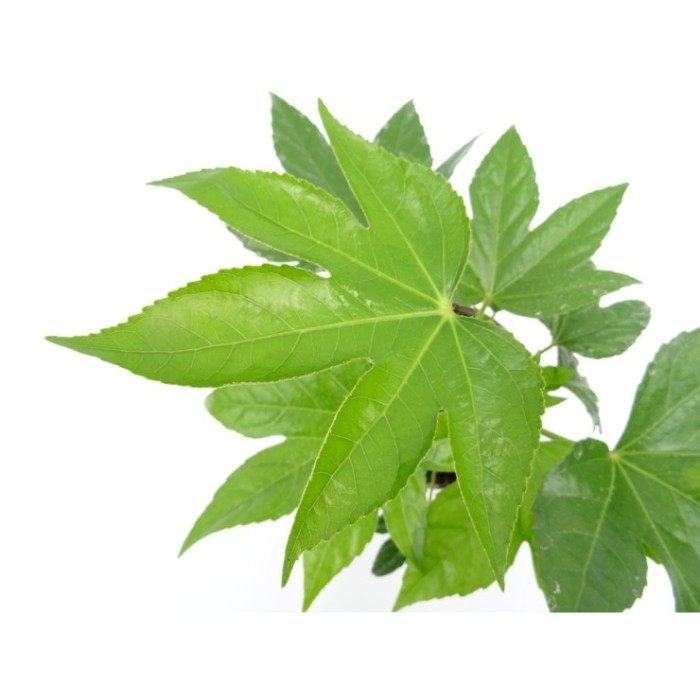 FATSIA JAPONICA  M17