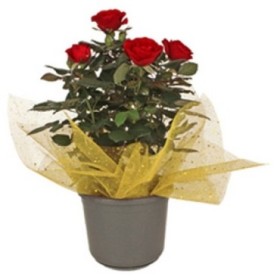 FULLA MALLA mesh 40X40 oro GLITTER 100uni