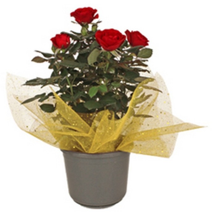 FULLA MALLA mesh 40X40 oro GLITTER 100uni