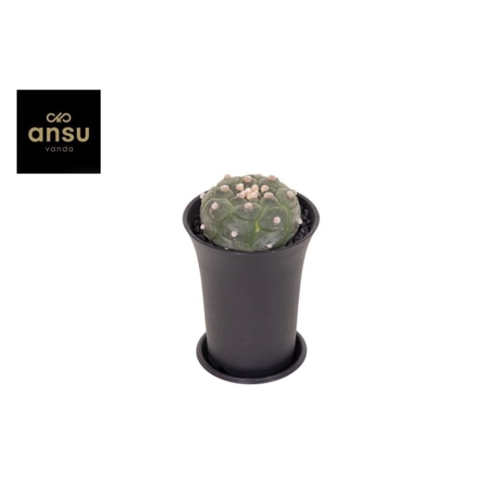 ASTROPHYTUM ASTERIAS M10 H17 Kikko Lizard Shin XL