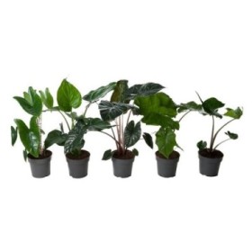 ALOCASIA  M17 H60  Mix