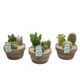 COMPOSICIO CACTUS TERRACOTA Lava M17 MIX