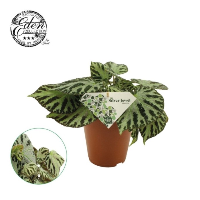 BEGONIA M15 Silver Jewell