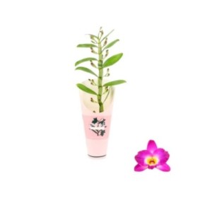 DENDROBIUM  M12- 50cm. nobile 1-vara LILA
