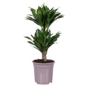 DRACAENA COMPACTA   45.15 M17 