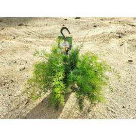 ASPARAGUS SPRENGERII T23