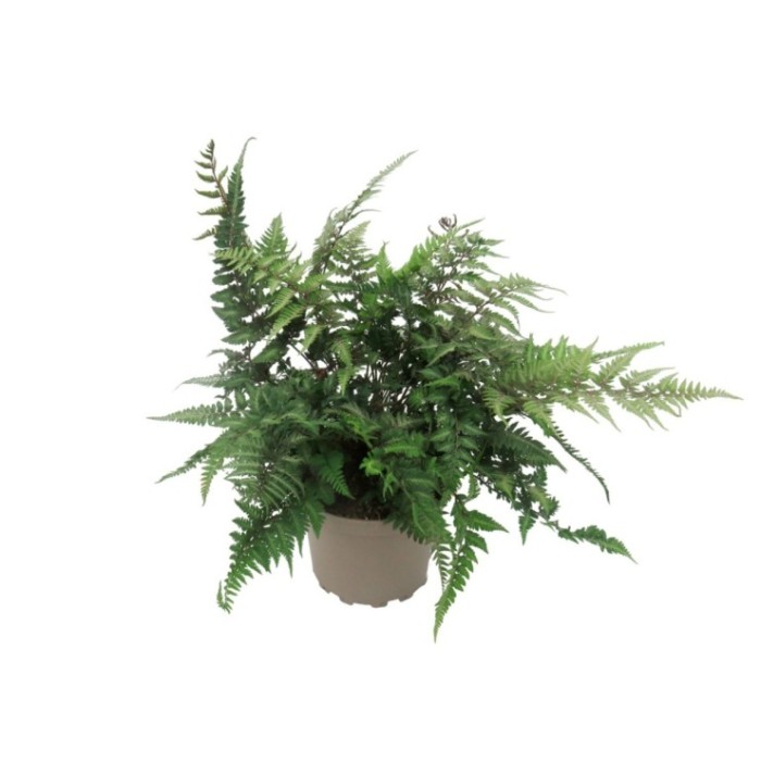 ATHYRIUM METALLICUM M17