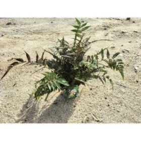 ATHYRIUM METALLICUM M17