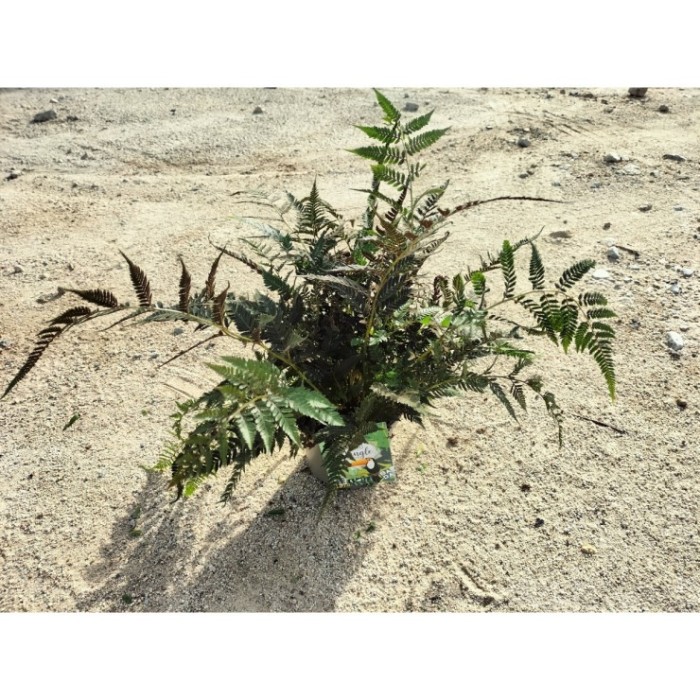 ATHYRIUM METALLICUM M17