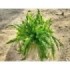 NEPHROLEPIS CORDIFOLIA 10L