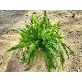 NEPHROLEPIS CORDIFOLIA 10L