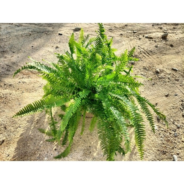 NEPHROLEPIS CORDIFOLIA 10L
