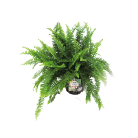 NEPHROLEPIS CORDIFOLIA  5L