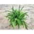 NEPHROLEPIS CORDIFOLIA  5L