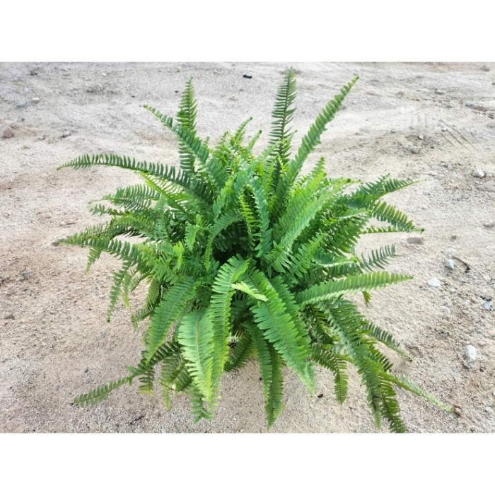 NEPHROLEPIS CORDIFOLIA  5L