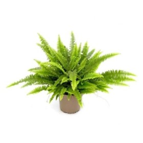 NEPHROLEPIS MONTANA M17