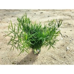 ASPARRAGUS FALCATUS M17