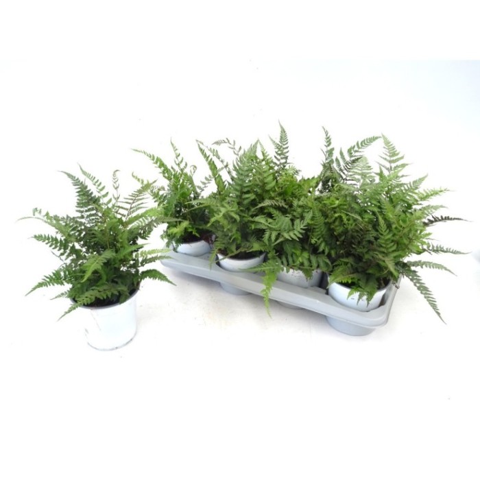 ATHYRIUM METALLICUM M13