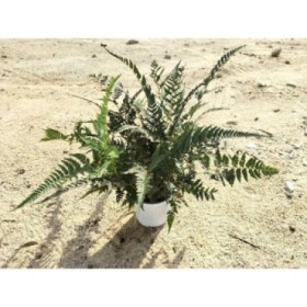 ATHYRIUM METALLICUM M13