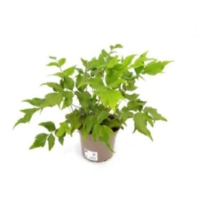 CYRTOMIUM FALCATUM M17