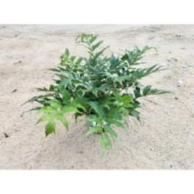 CYRTOMIUM FALCATUM M17