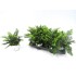 POLYSTICHUM TSUS-SIMENSE M13