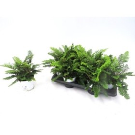 POLYSTICHUM TSUS-SIMENSE M13