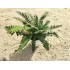 POLYSTICHUM TSUS-SIMENSE M13