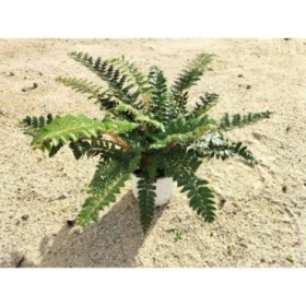 POLYSTICHUM TSUS-SIMENSE M13