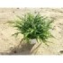 NEPHROLEPIS DUFFI M13