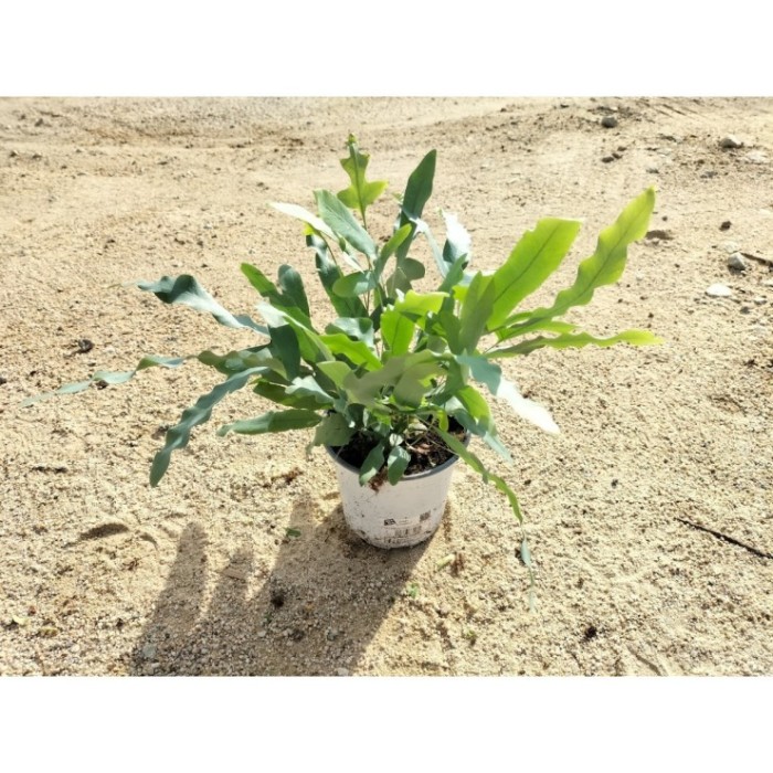 PHLEBODIUM BLUE STAR M13