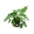 PHILODENDRON SELLOUM 5L