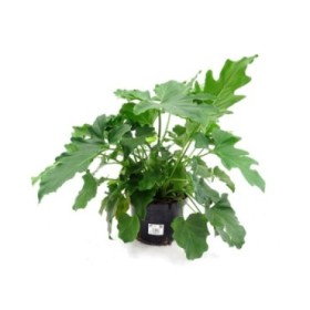 PHILODENDRON SELLOUM 5L
