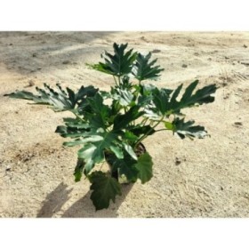 PHILODENDRON SELLOUM 5L