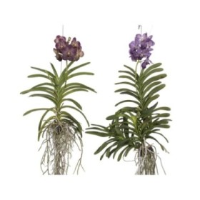 ORQUIDIA, VANDA PENJAR 60cm. MIX