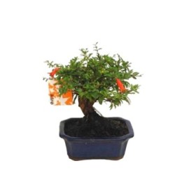 BONSÁI  7 ANYS PUNICA GRANATUM