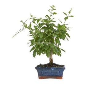 BONSÁI 6 ANYS DURANTHA REPENS